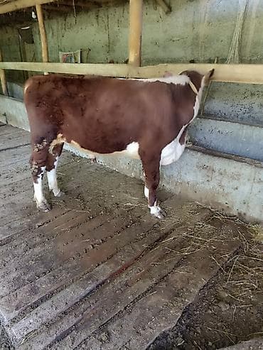 корма для сх животных: Продаю | Бык (самец) | На откорм | Привязанные — 8