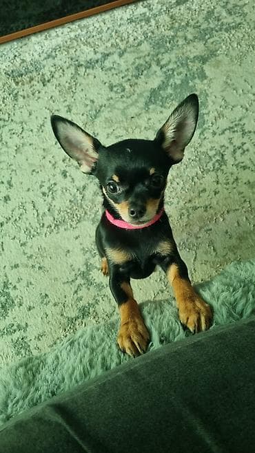 сибу ину: Той-терьер, 4 месяца, Самка, С прививкой — 1