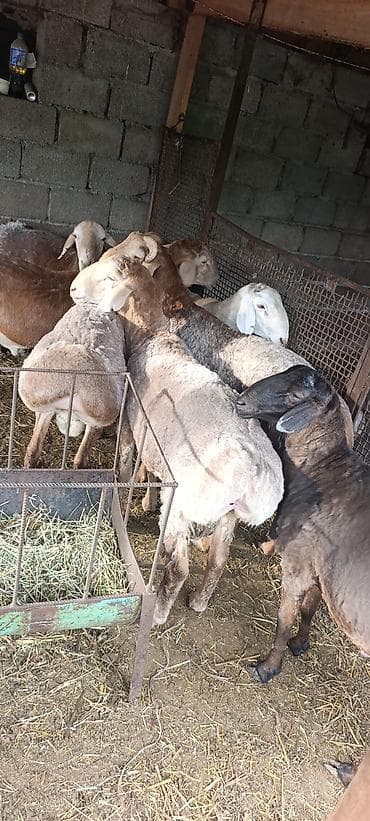 пони животное: Продаю | Баран (самец) | На забой, Для разведения — 6