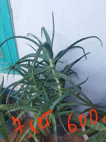 фикус али: Домашние комнатные растения — черенки и молодые кустики В — 14