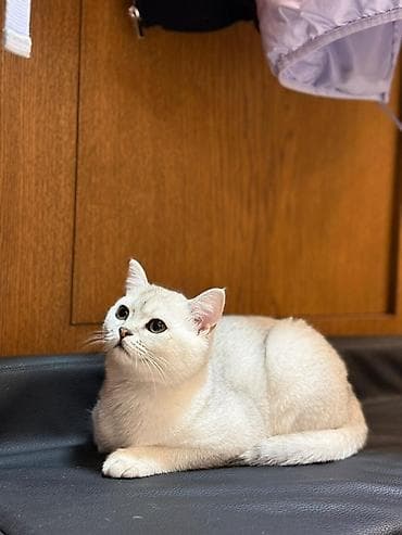 стрижка овес: Продается котёнок 6 месяцев Британская короткошёрстная кошка, окрас — 2