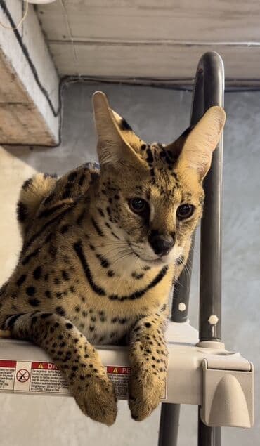 сервал цена: Продаются сервалы — мальчик и девочка (брат и сестра) Продаётся пара — 1