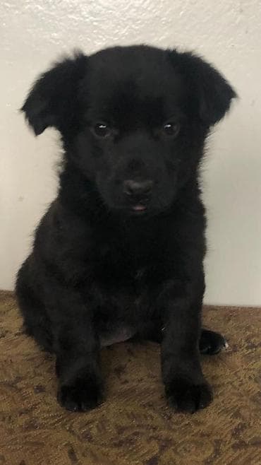 sobaka dog: Щенок черный,метис. девочка,примерно 2,5 месяца. кушает — 3