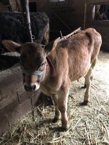 Продаю | Бык (самец) | На откорм | Привязанные