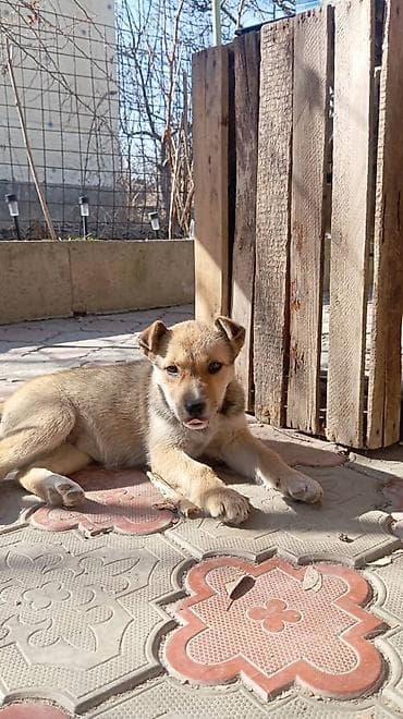 послушный собака: Собака даром: 3 месяца, Самка — 2