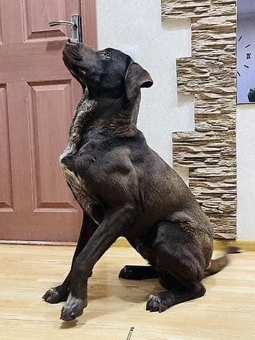 купить собаку кане корсо: Метис крупной породы (кобель) Мать Коне Корсо ( на 3 й фото), отец — 1