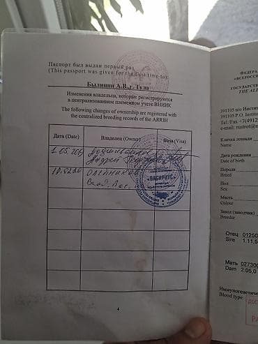 чумиза купить: Продаю | Жеребец | Для разведения | Племенные — 6