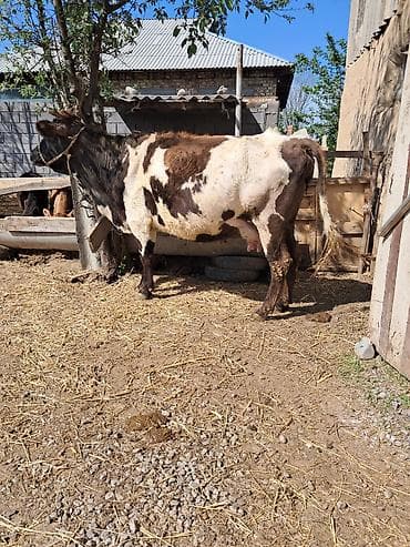 кой бишкек: Сатам | Уй (ургаачы) | Сүт алуу үчүн | Байланган — 5