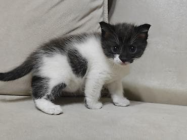 тез арада: Котята, 2 малыша с уникальным тигрово-дымчатым окрасом «black & — 2