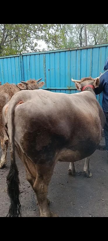 кара джигач: Продаю | Корова (самка) — 3