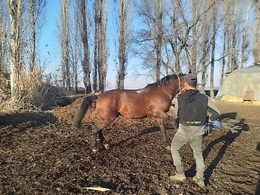 Собаки: Продаю | Жеребец | Для разведения | Племенные — 5