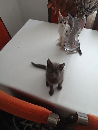 котята сиамской кошки: Сиамская, 2 месяца, Мальчик, Проглистована — 7