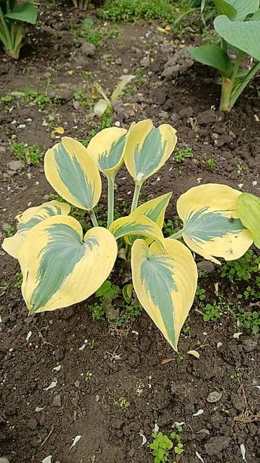 green leaf: Хоста декоративная, сорт с ярко‑салатовыми крупными листьями — 2