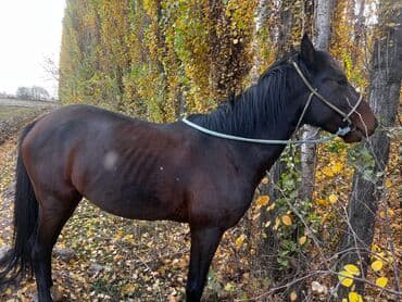 токмок собаки: 190 прошу — 4