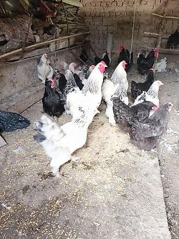 Животные: Продаю | Куры | Брама | Для разведения — 1