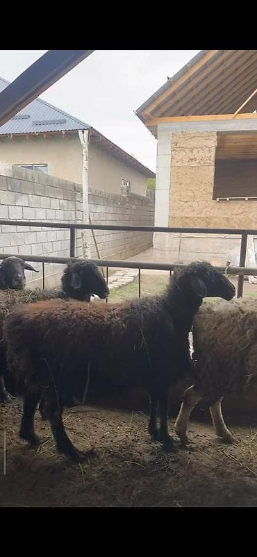 енот живой: Продаю | Ягненок | На забой — 3