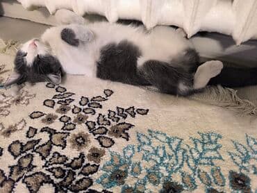 дешевый ковер: Ковер — 2