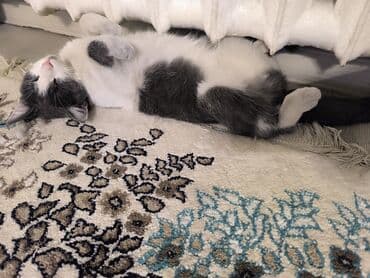 шотландский вислоухий длинношерстный кот цена: Кошка даром: Беспородная, Мальчик, Приучена к лотку — 1