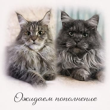 домашные животные: В нашем питомнике Elsonite подрастают невероятные котята Мейн Кун — — 7