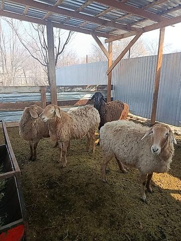 Продам с/х животных: Продаю | Баран (самец) | Арашан | Для разведения — 3