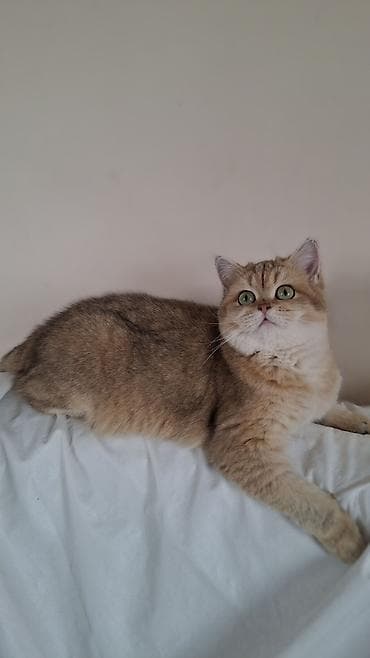 британская длинношерстная кошка: Скотиш Страйт (Шотландская прямоухая), 5 месяцев, Девочка, Золотая шиншилла, Приучена к лотку, Проглистована, С документами — 3