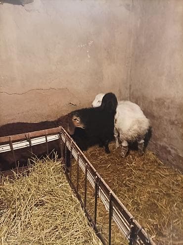 собака авчарка: Продаю | Овца (самка) | Гиссарская, Арашан, Романовская | Для разведения | Племенные — 10