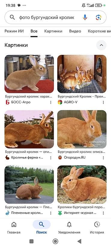 куплю крольчат: Продаю | Крольчата | Французский баран | Для разведения | Племенные — 2