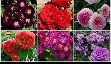 Бакча эмереги: Продаю саженцы английских и голландских роз:плетистые, чайные — 1