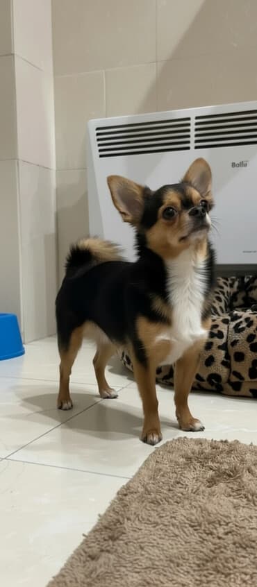 акустические системы athletic колонка в виде собак: Вязка: Чихуахуа, Самец, 3 года, С прививкой, С родословной — 1