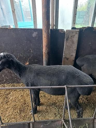 парода уйлар: Продаю | Ягненок, Баран (самец) | На забой | Кастрированные — 3