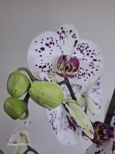 2 цветанос + горшок фитильный полив