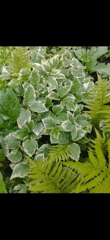 органайзер бишкек: Көчөттөр гүлдүн — 12