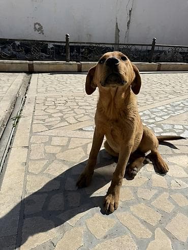 осторожно злая собака: Щенок среднего размера, рыжего окраса. Короткая плотная шерсть — 3