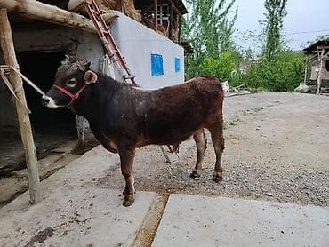 куплю козу на мясо: Продаю | Бык (самец) | На откорм — 3