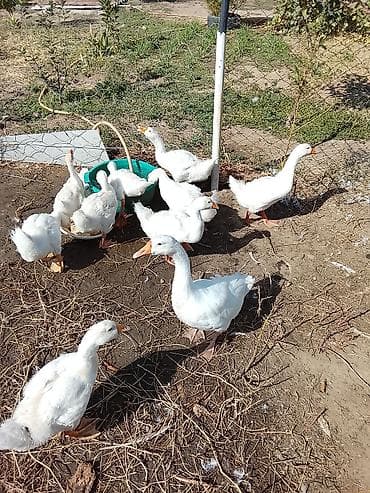 лошади пони: Молодые домашние гусыни/гусенята белой породы.штуками, продаю — 1