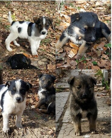 продать собаку срочно: Пристраиваются в добрые руки щенки. Мальчик и девочка. Родились 5 — 1