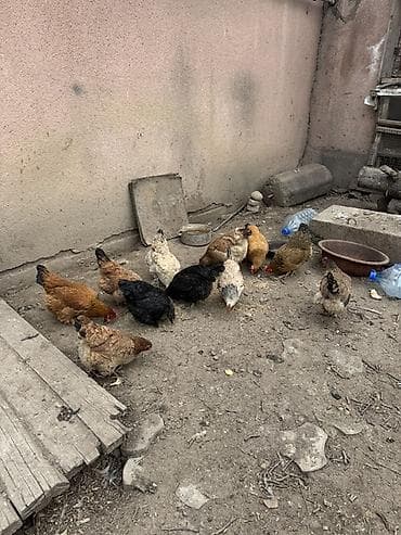 сетка для курятника: Продаю | Куры | Домашняя | Несушки — 1