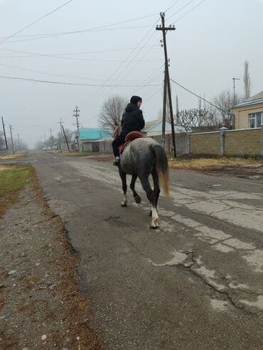 дойних коров: Продаю | Жеребец | Рабочий | Мерин — 2