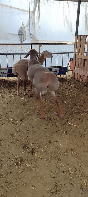 Рыбы: Продаю | Баран (самец) | Арашан | Для разведения | Осеменитель — 3