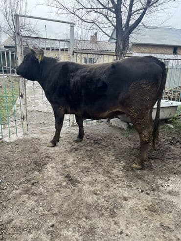 померанский мини шпиц: Продаю | Корова (самка) | Для молока | Привязанные — 2