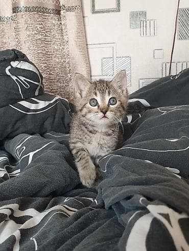 dojki 228: Котёнок, тигровый окрас .мальчик. 3 месяца — 2
