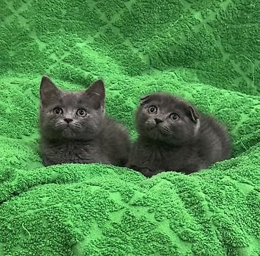 Животные: Скотиш Фолд (Шотландская вислоухая), 2 месяца, Мальчик, Голубой, Приучена к лотку — 4