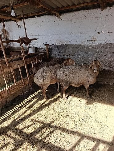 швицкая порода коров цена: Продаю | Овца (самка) | Для разведения | Матка — 1