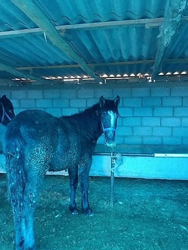 корова скот: Продаю | Жеребенок | Для разведения — 2