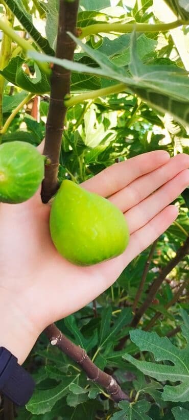 где купить саженцы гортензии в бишкеке: 📍Продаю инжир 1 год 7 месяцев плодоносящий, через 2-3 месяца можно — 11