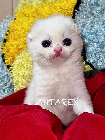 продаю шотландских котят: Чистопородные шотландские котята от красивой привозной пары (Россия) — 7