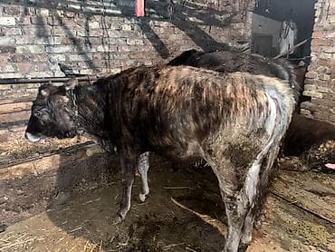 быка: Продаю | Тёлка | Привязанные — 1