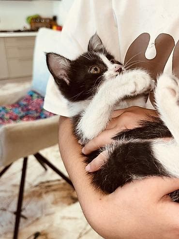 1 мальчик 2 котенка фулл: Беспородная, 2 месяца, Девочка, Рыжий, Приучена к лотку — 6