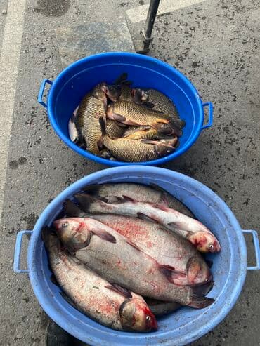 форель бишкек ахунбаева: Толстолобик за килограмм Карб за килограмм На ярмарке по субботам — 1
