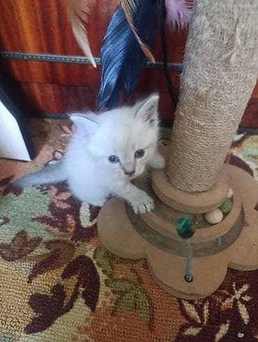 cat sofa: Котята домашние, ручные. - Окрас: светлый колор-пойнт (голубые глаза — 4